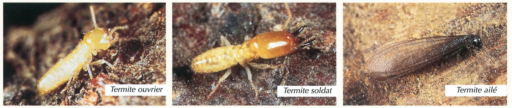 Termites